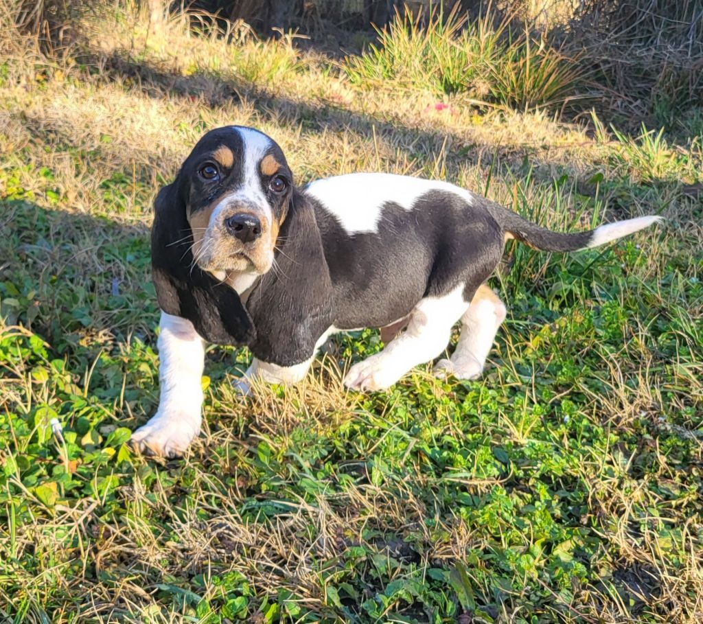 Des Brumes Du Luberon - Chiot disponible  - Basset Hound