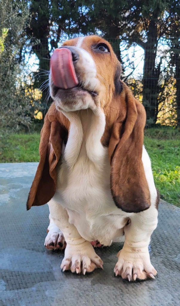 Des Brumes Du Luberon - Chiot disponible  - Basset Hound