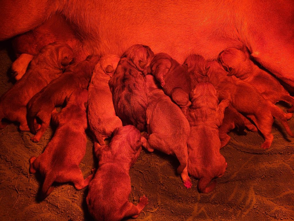 chiot Bulldog continental Des Brumes Du Luberon