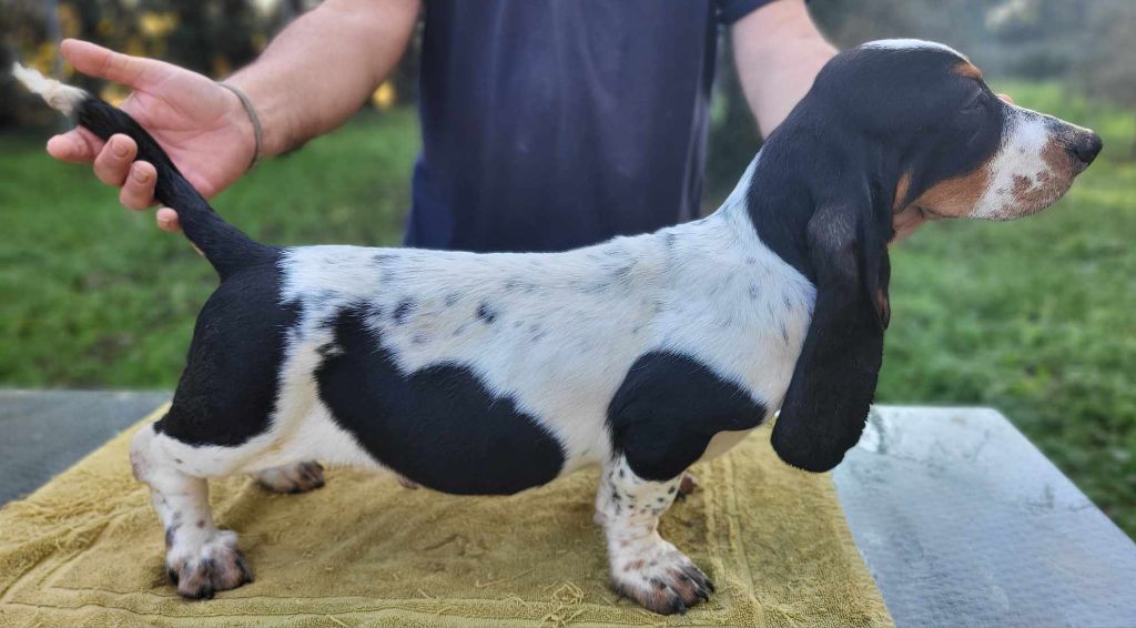 Des Brumes Du Luberon - Chiot disponible  - Basset Hound