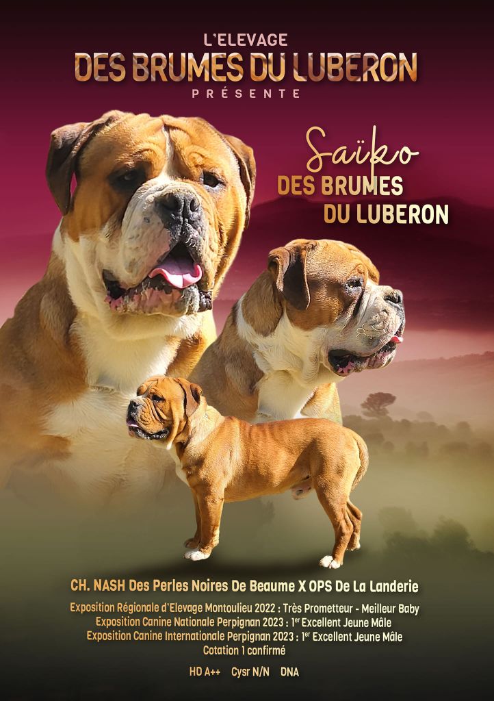 Saïko Des Brumes Du Luberon