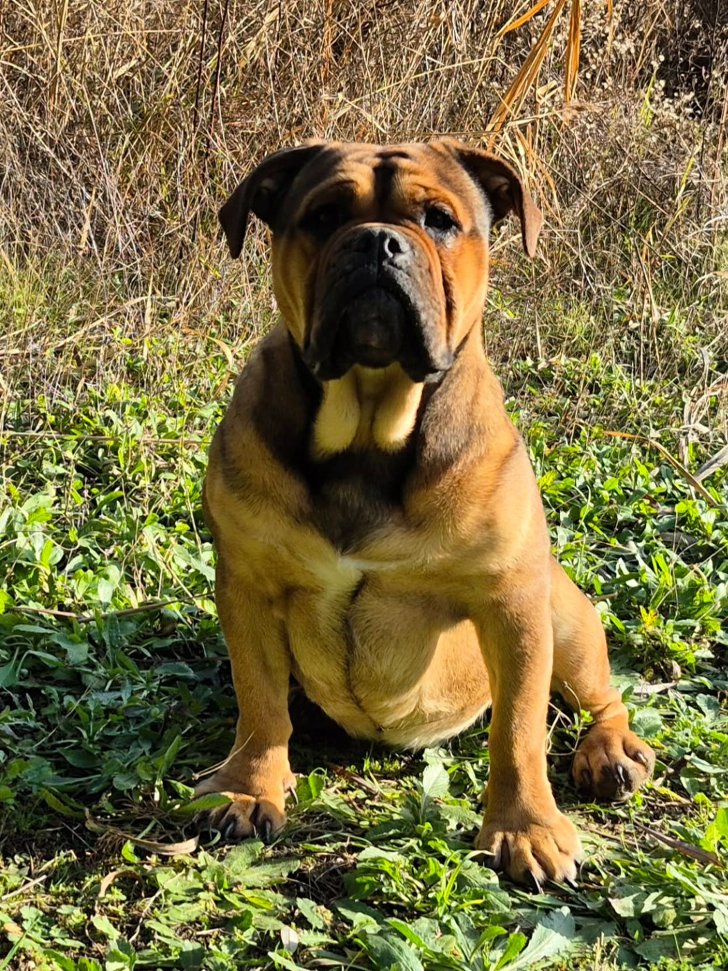 Valeriane Des Brumes Du Luberon