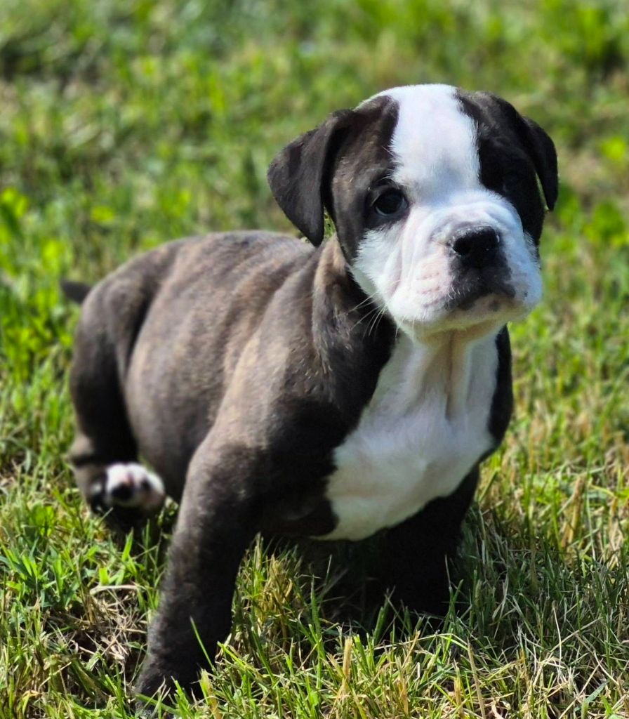 Des Brumes Du Luberon - Chiots disponibles - Bulldog continental
