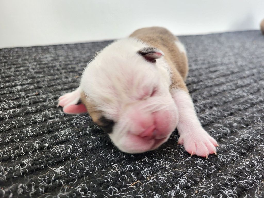 Des Brumes Du Luberon - Chiots disponibles - Bulldog continental