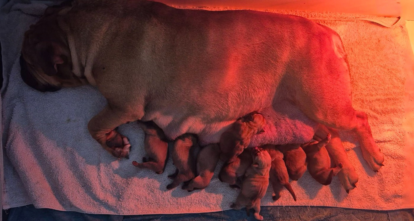 Des Brumes Du Luberon - Bulldog continental - Portée née le 01/02/2026