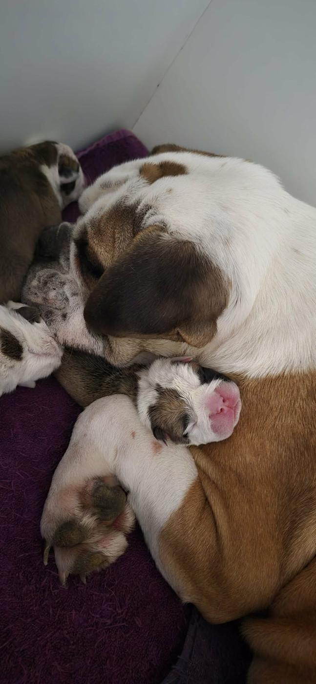 Chiot Bulldog continental Des Brumes Du Luberon