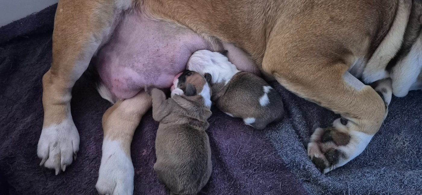 Chiot Bulldog continental Des Brumes Du Luberon