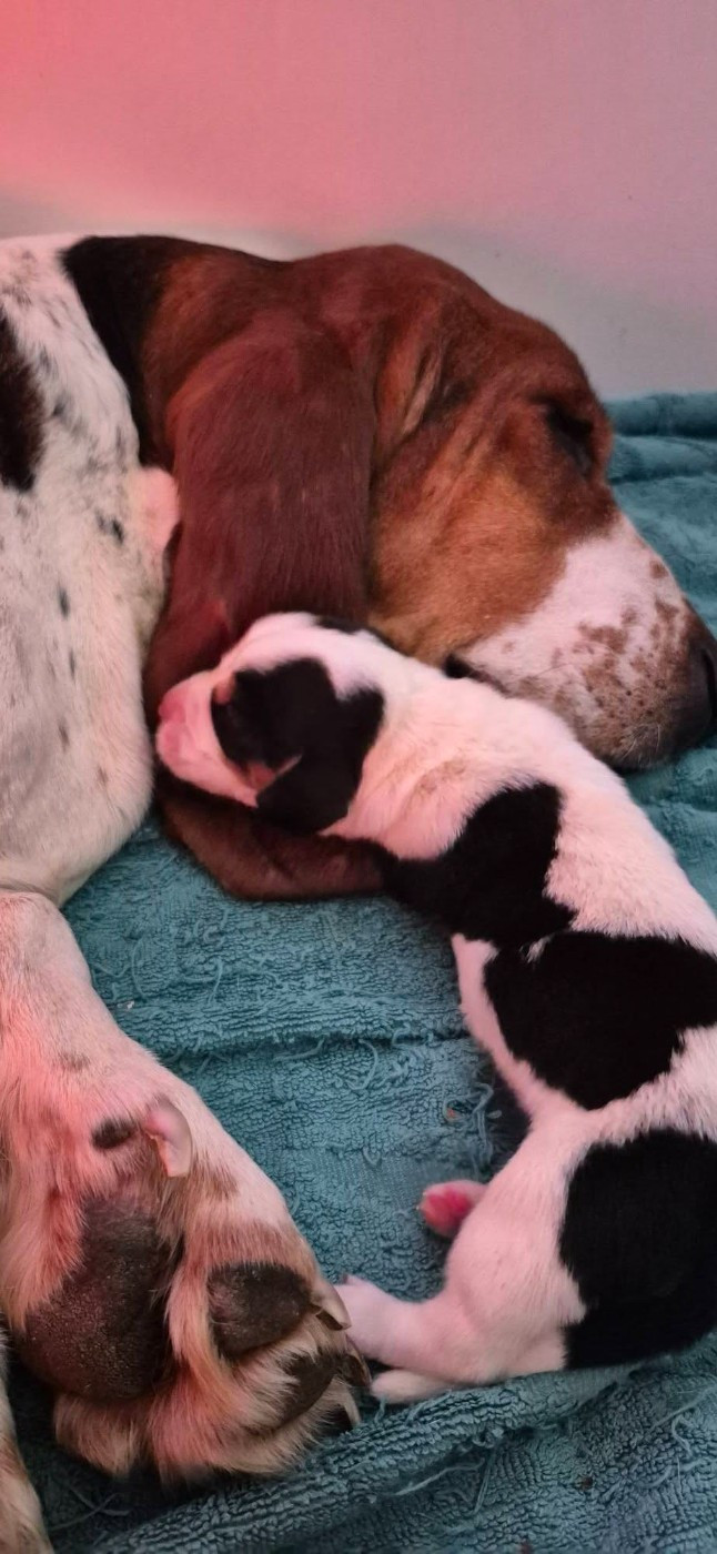 Chiot Basset Hound Des Brumes Du Luberon