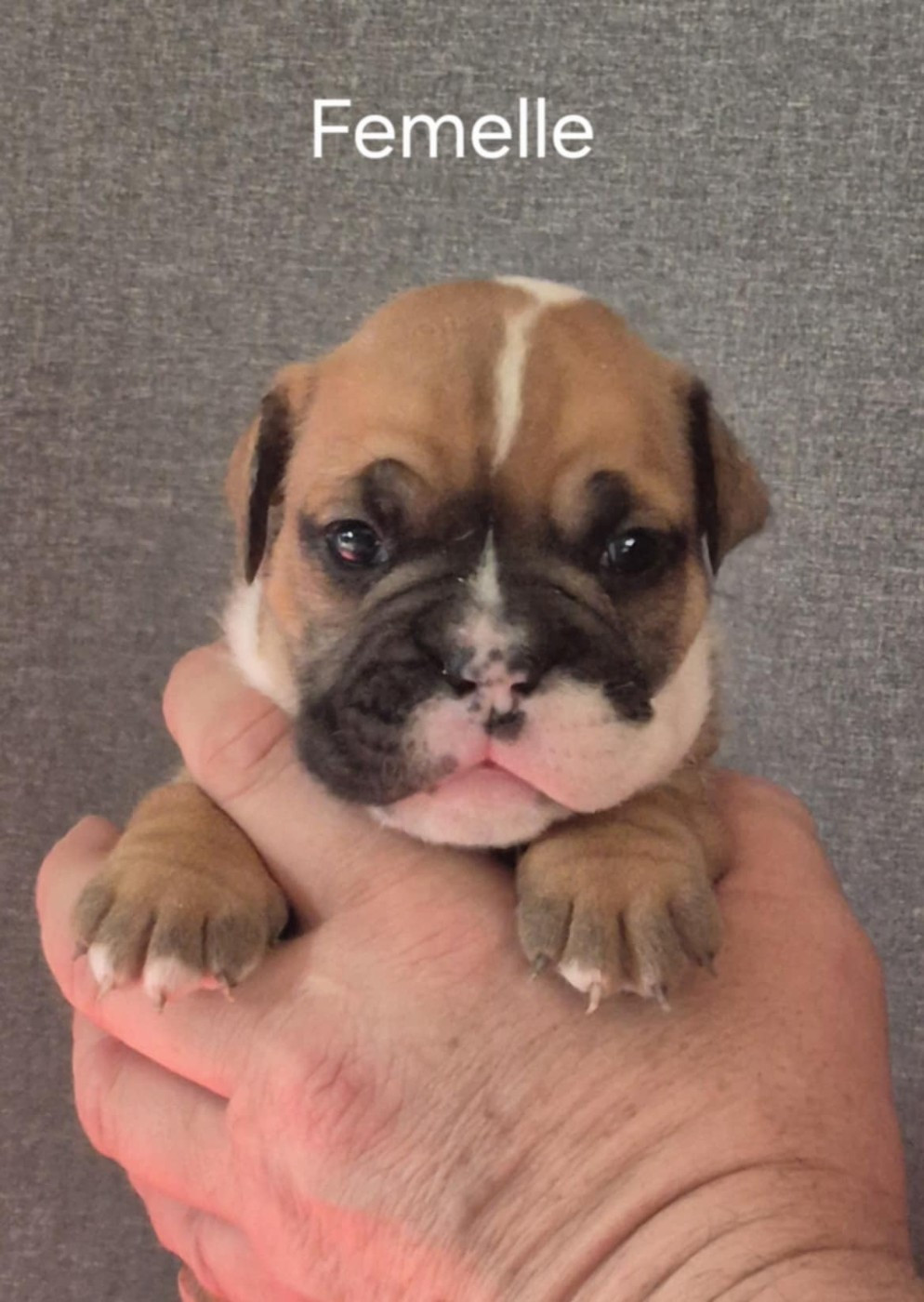 Des Brumes Du Luberon - Chiots disponibles - Bulldog continental