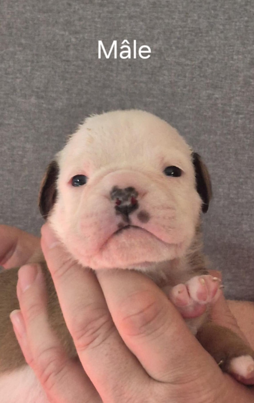 Des Brumes Du Luberon - Chiots disponibles - Bulldog continental