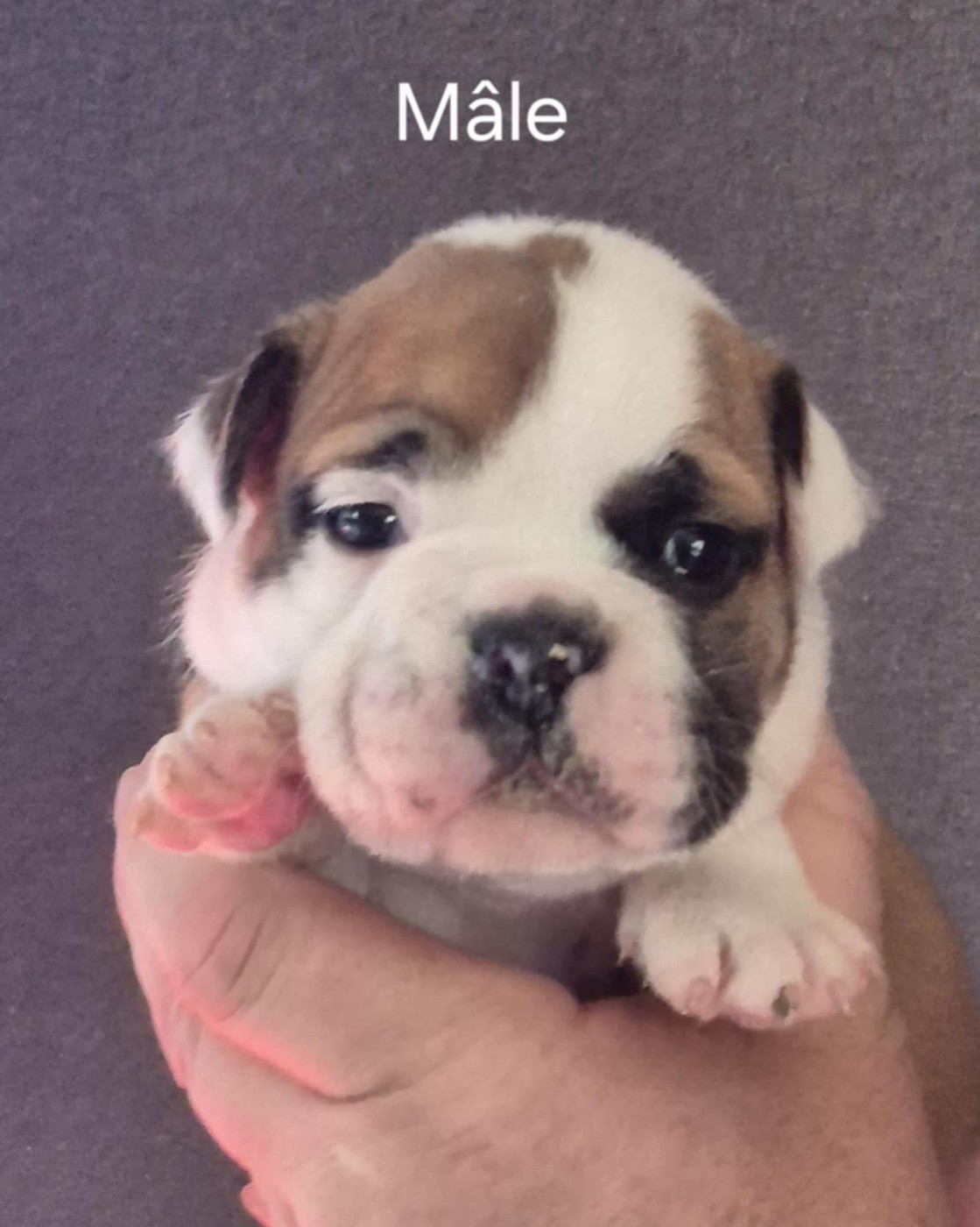 Des Brumes Du Luberon - Chiots disponibles - Bulldog continental