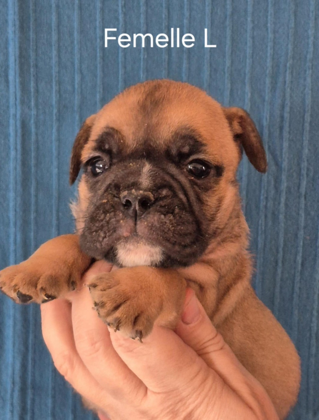 Des Brumes Du Luberon - Chiots disponibles - Bulldog continental