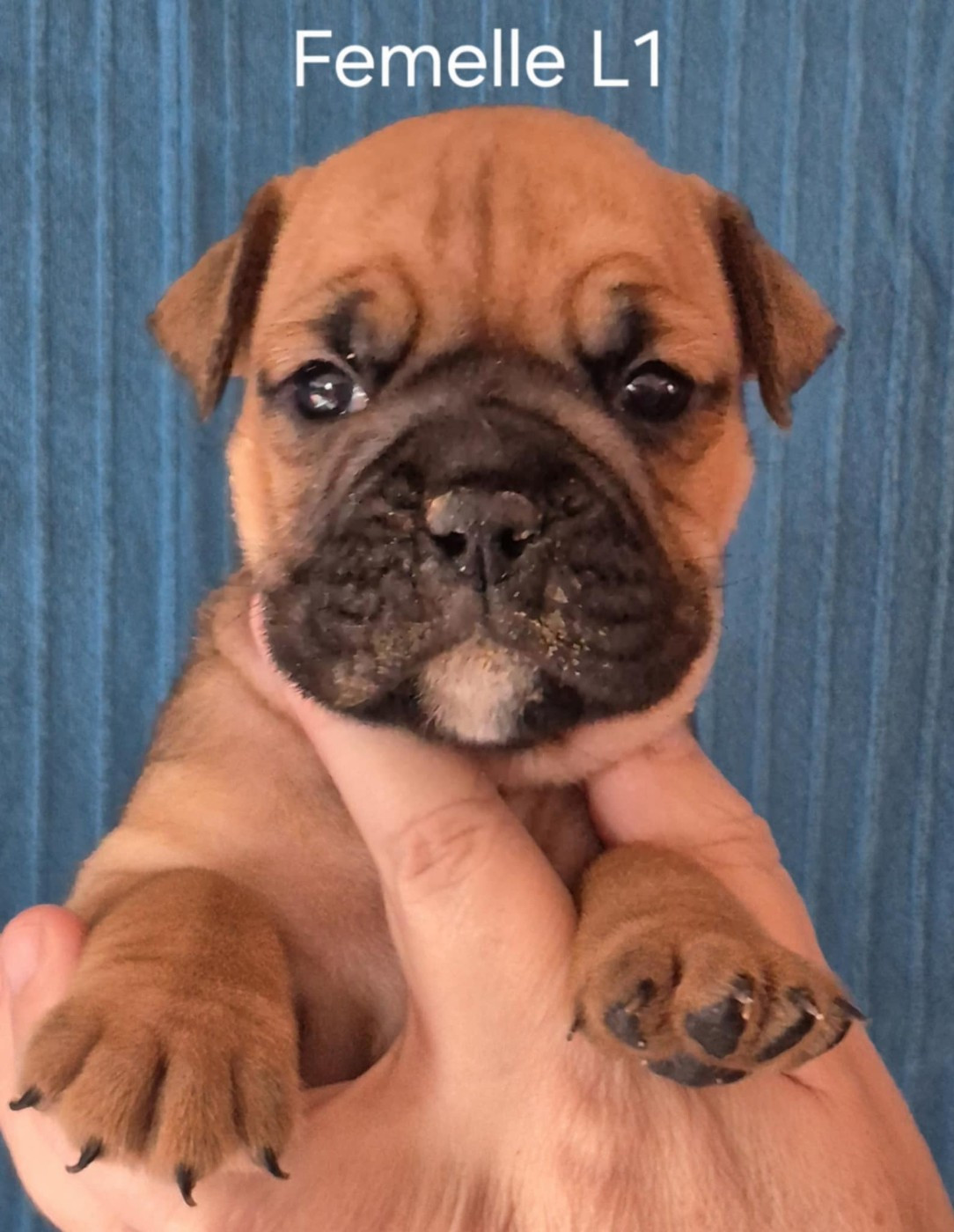 Des Brumes Du Luberon - Chiots disponibles - Bulldog continental