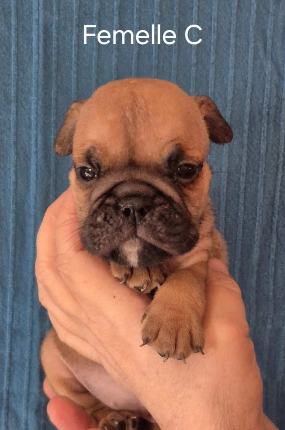 Des Brumes Du Luberon - Chiots disponibles - Bulldog continental
