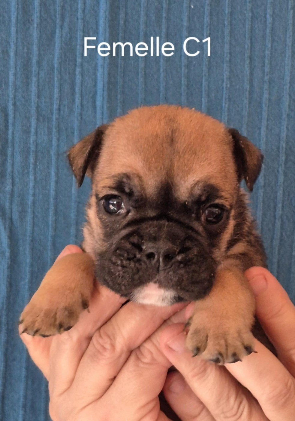 Des Brumes Du Luberon - Chiots disponibles - Bulldog continental
