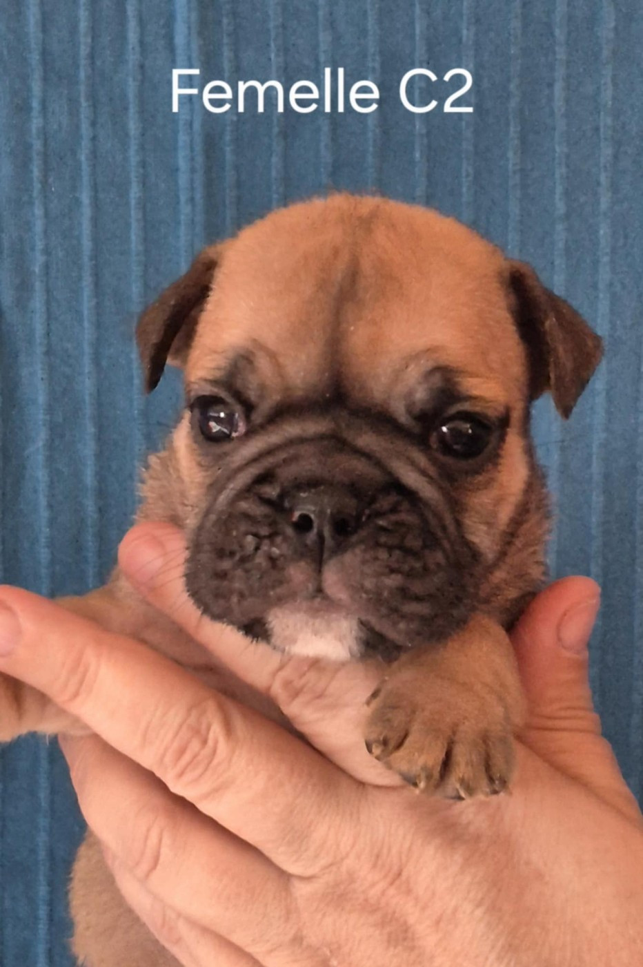 Des Brumes Du Luberon - Chiots disponibles - Bulldog continental