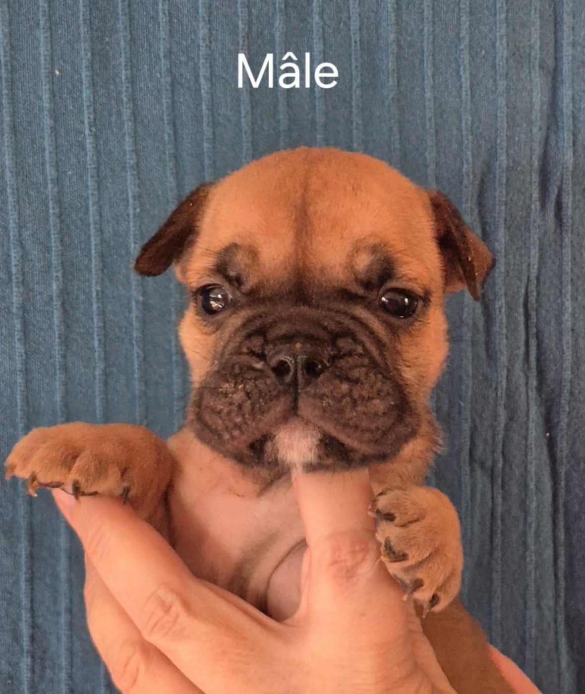Des Brumes Du Luberon - Chiots disponibles - Bulldog continental