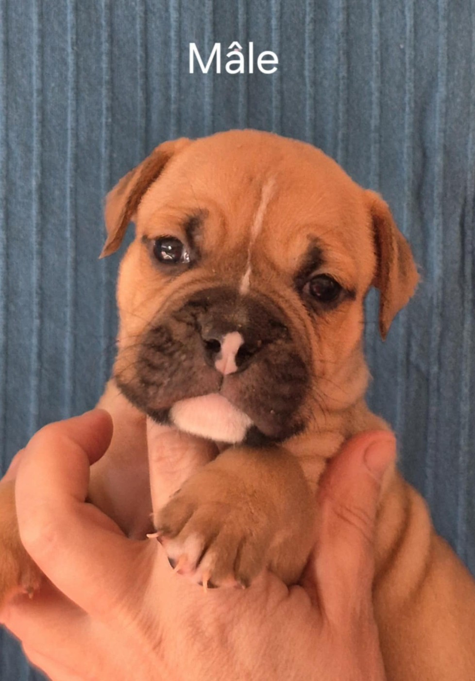 Des Brumes Du Luberon - Chiots disponibles - Bulldog continental