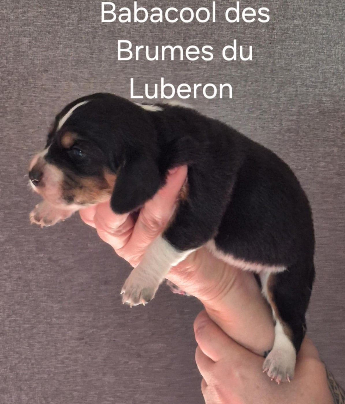Des Brumes Du Luberon - Chiots disponibles - Basset Hound