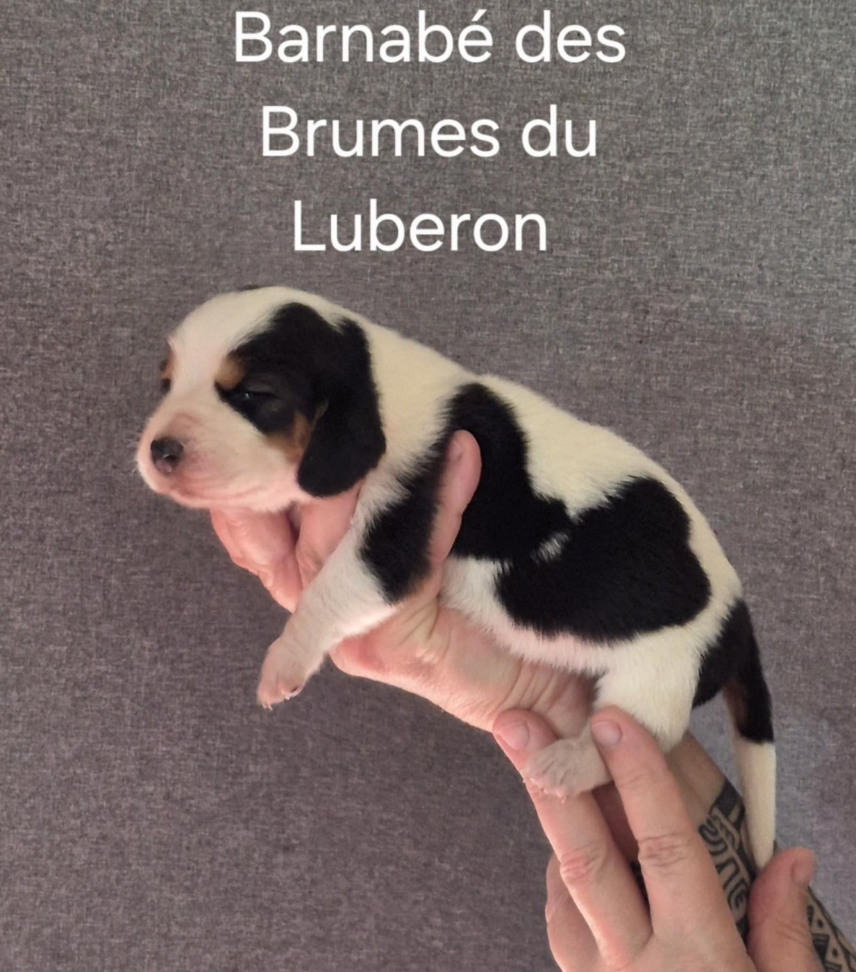 Des Brumes Du Luberon - Chiots disponibles - Basset Hound