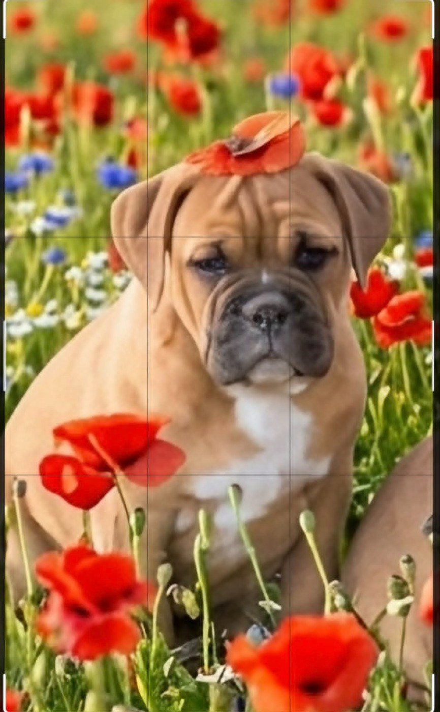 Des Brumes Du Luberon - Chiots disponibles - Bulldog continental