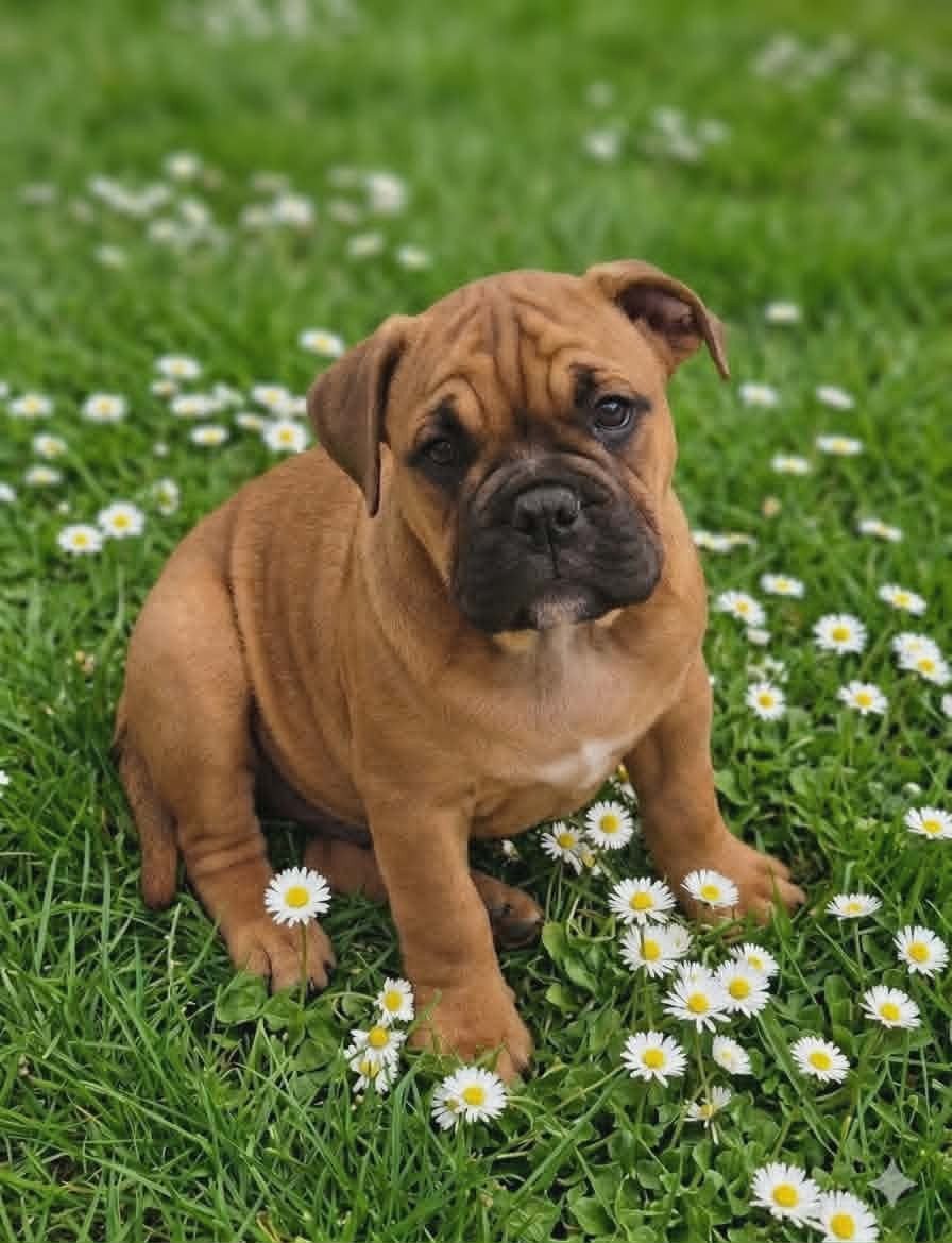 Des Brumes Du Luberon - Chiots disponibles - Bulldog continental