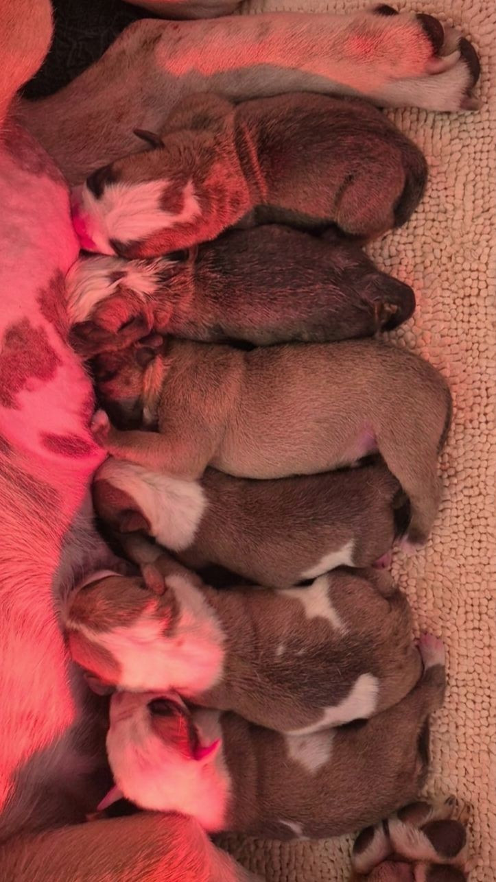 Chiot Bulldog continental Des Brumes Du Luberon