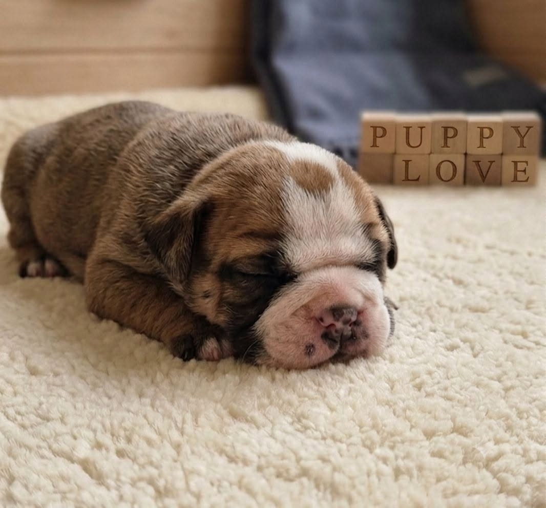 Des Brumes Du Luberon - Chiots disponibles - Bulldog continental