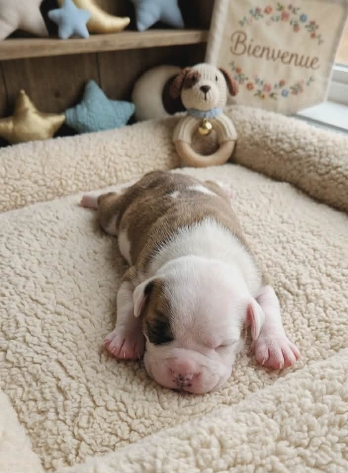 Des Brumes Du Luberon - Chiots disponibles - Bulldog continental