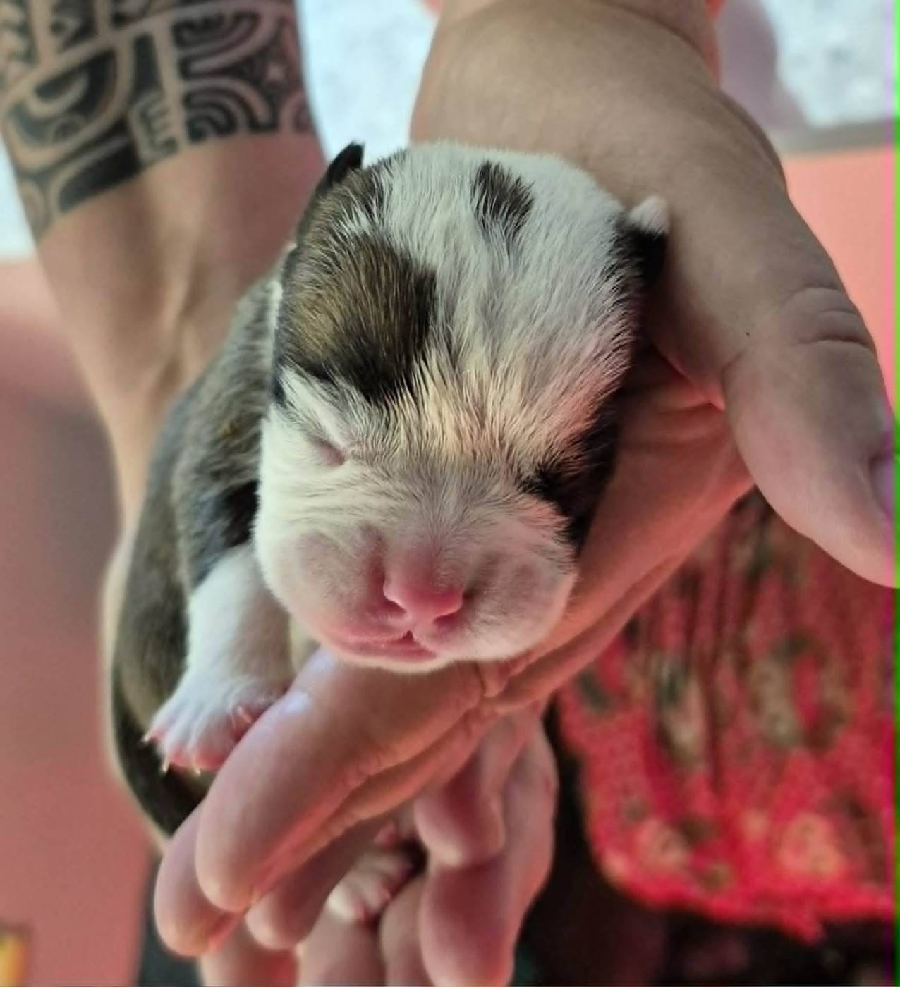 Des Brumes Du Luberon - Chiots disponibles - Bulldog continental