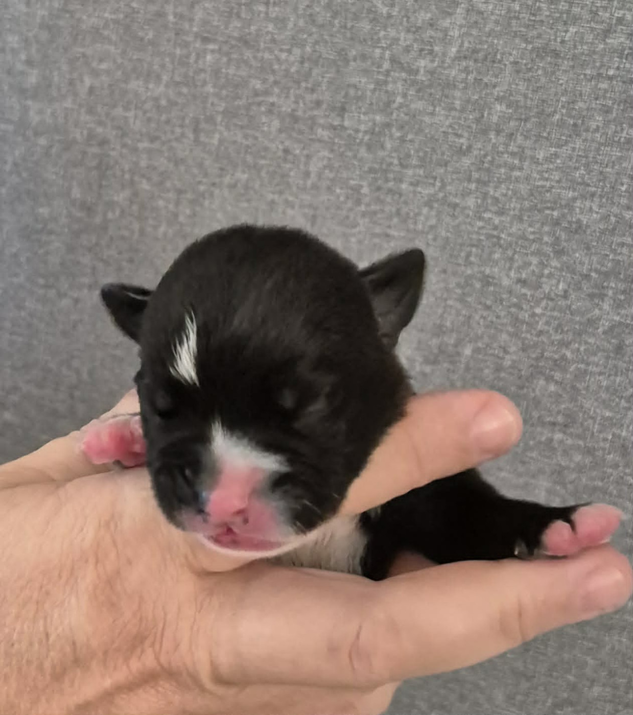 Des Brumes Du Luberon - Chiots disponibles - Bulldog continental