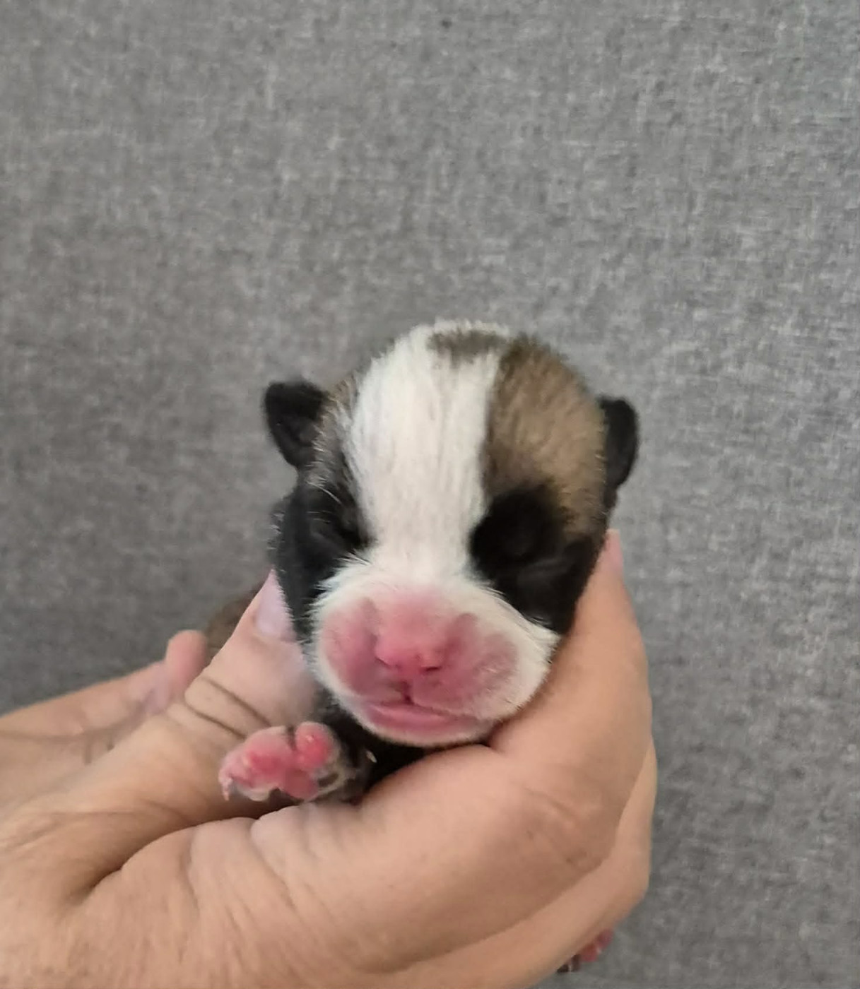 Des Brumes Du Luberon - Chiots disponibles - Bulldog continental