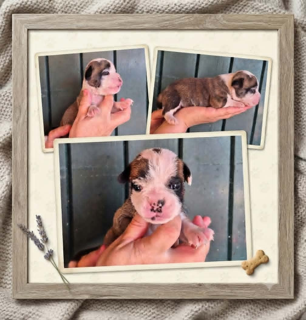 Des Brumes Du Luberon - Chiots disponibles - Bulldog continental