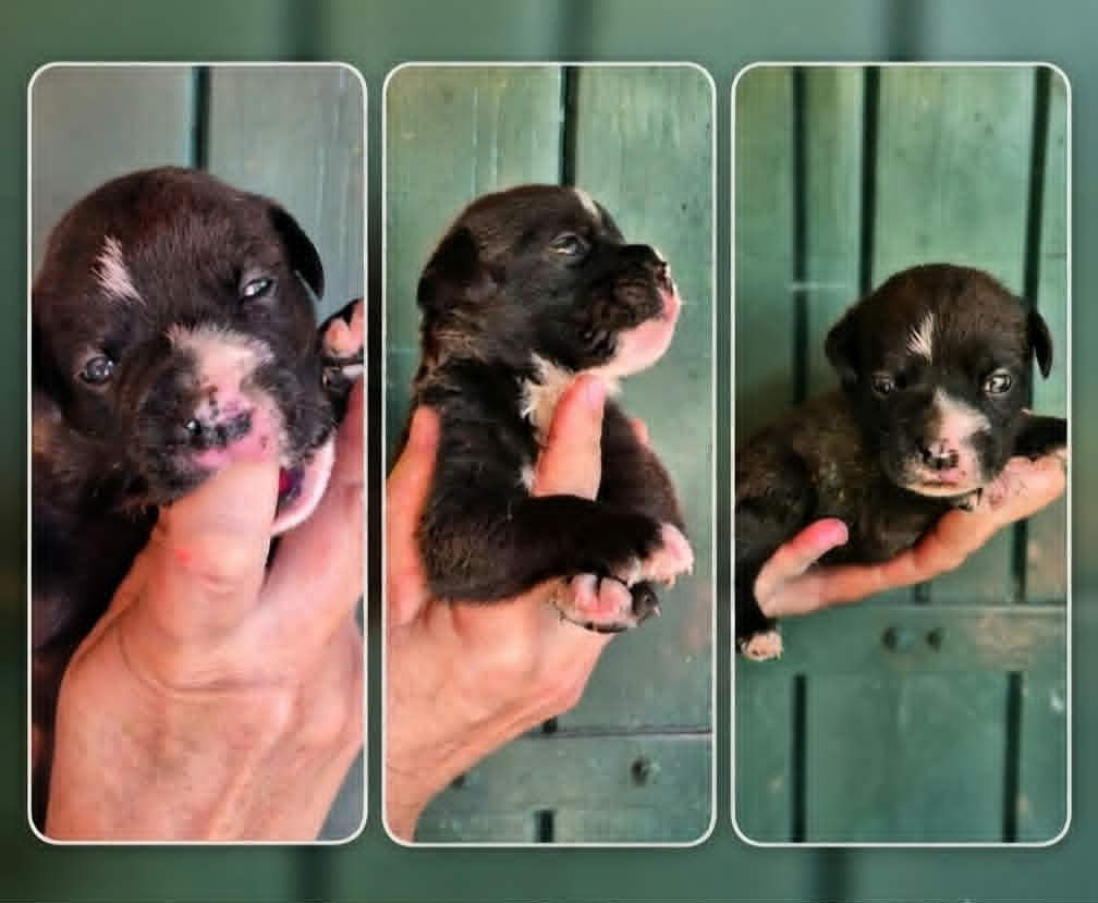 Des Brumes Du Luberon - Chiots disponibles - Bulldog continental