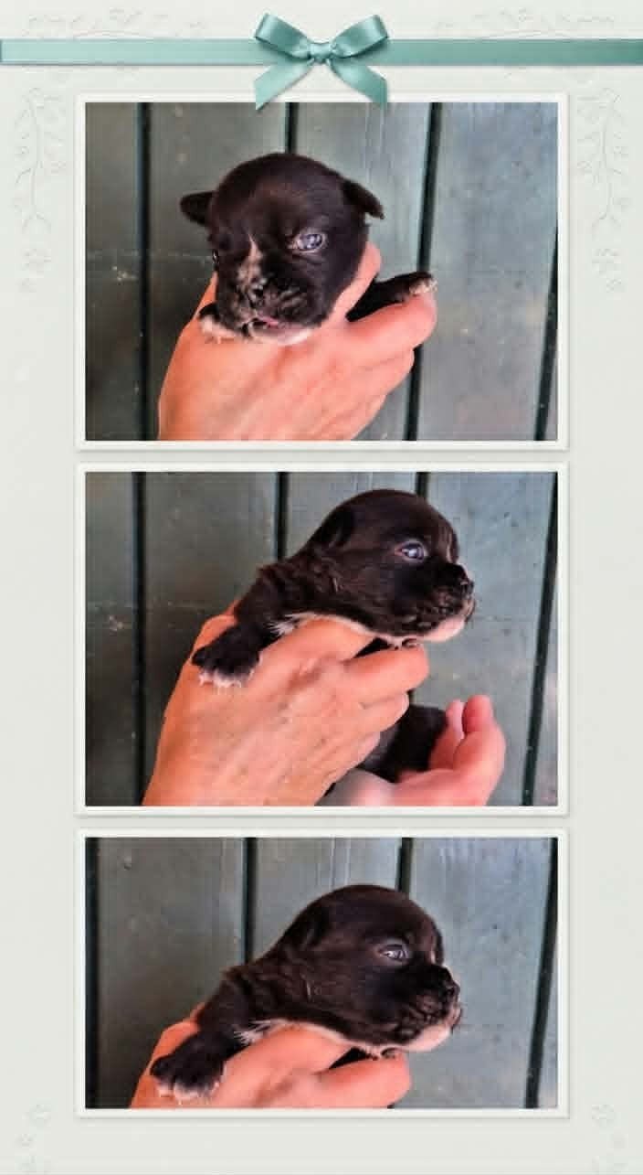 Des Brumes Du Luberon - Chiots disponibles - Bulldog continental