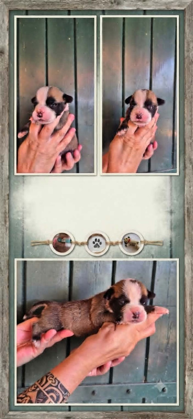 Des Brumes Du Luberon - Chiots disponibles - Bulldog continental