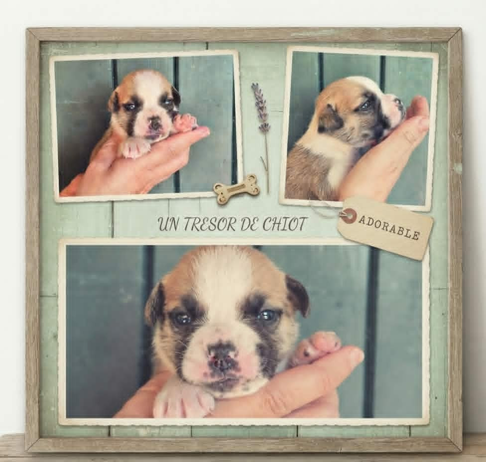 Des Brumes Du Luberon - Chiots disponibles - Bulldog continental