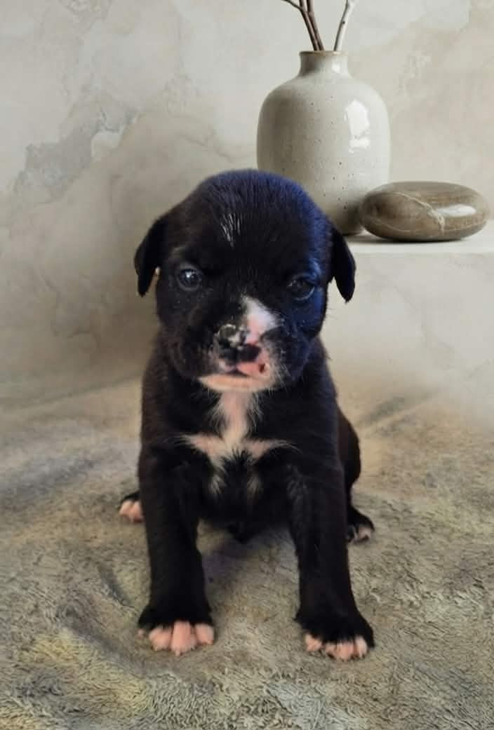 Des Brumes Du Luberon - Chiots disponibles - Bulldog continental