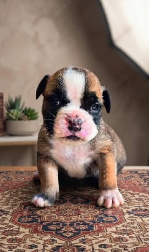 Des Brumes Du Luberon - Chiots disponibles - Bulldog continental
