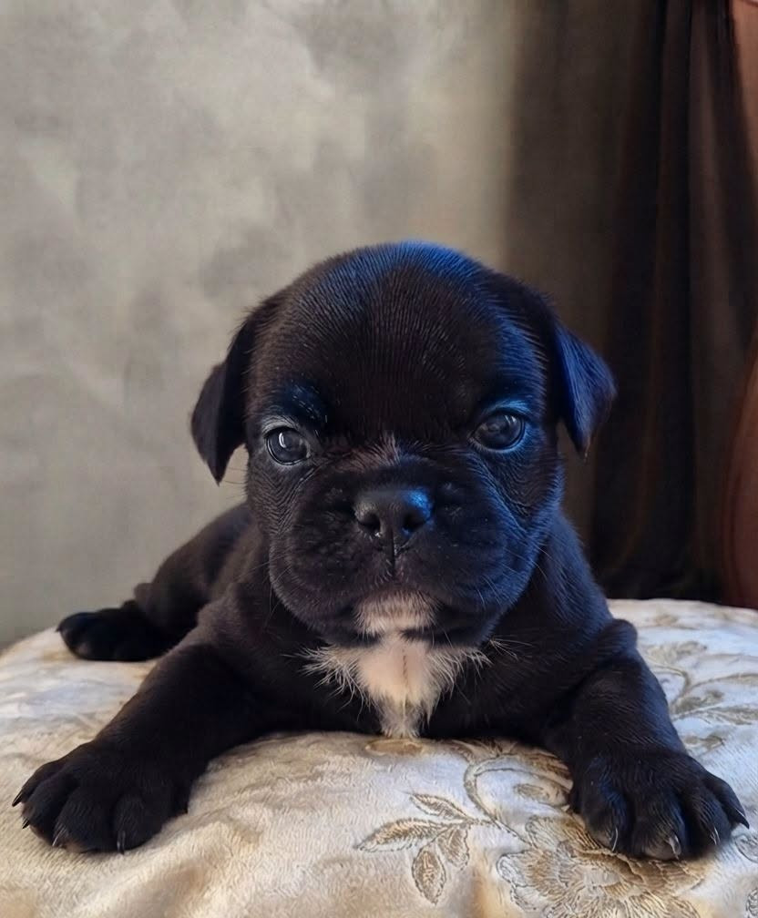 Des Brumes Du Luberon - Chiots disponibles - Bulldog continental