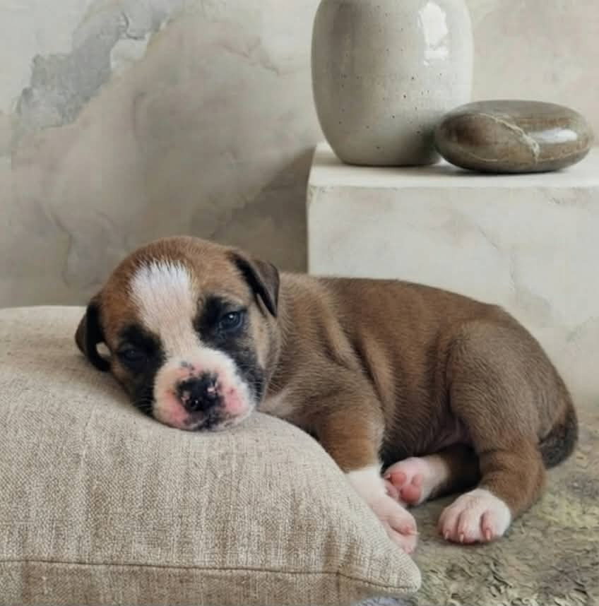 Des Brumes Du Luberon - Chiots disponibles - Bulldog continental