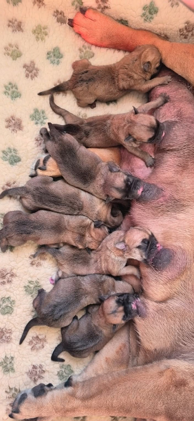 Des Brumes Du Luberon - Chiots disponibles - Bulldog continental