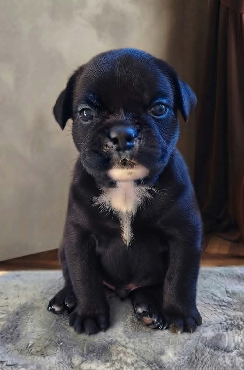 Des Brumes Du Luberon - Chiots disponibles - Bulldog continental