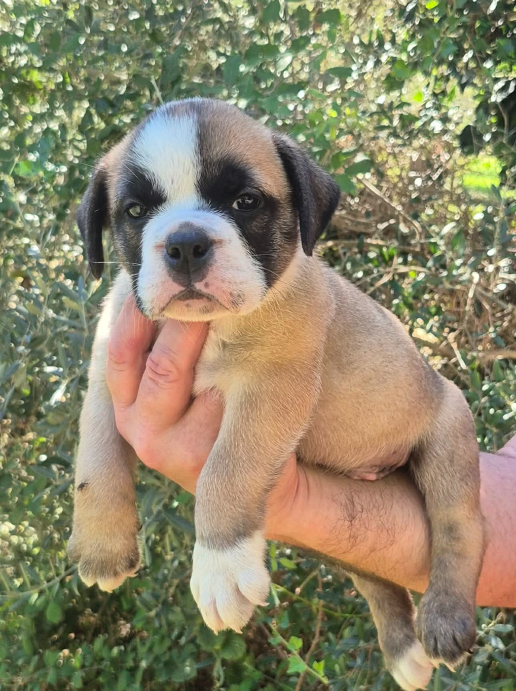 Des Brumes Du Luberon - Chiots disponibles - Bulldog continental