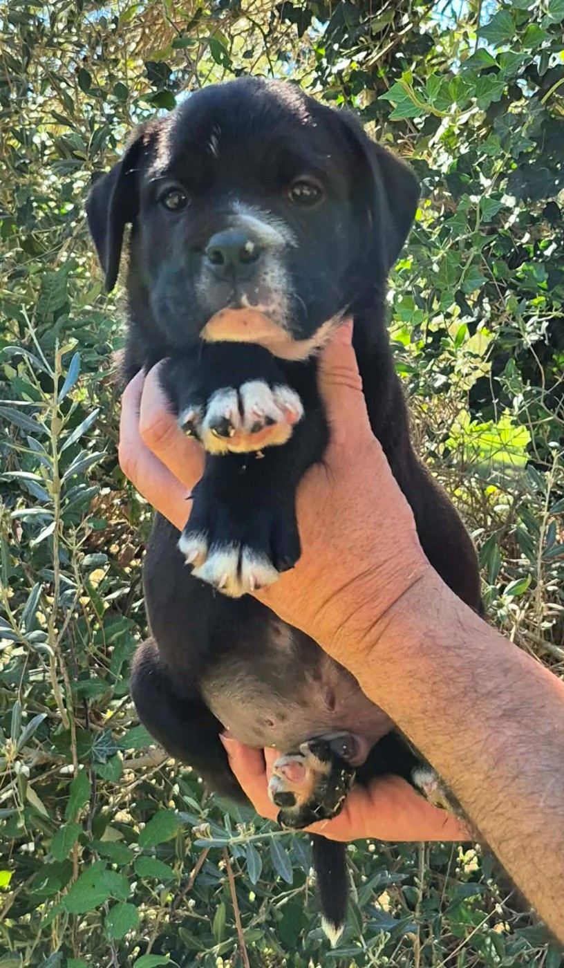 Des Brumes Du Luberon - Chiots disponibles - Bulldog continental