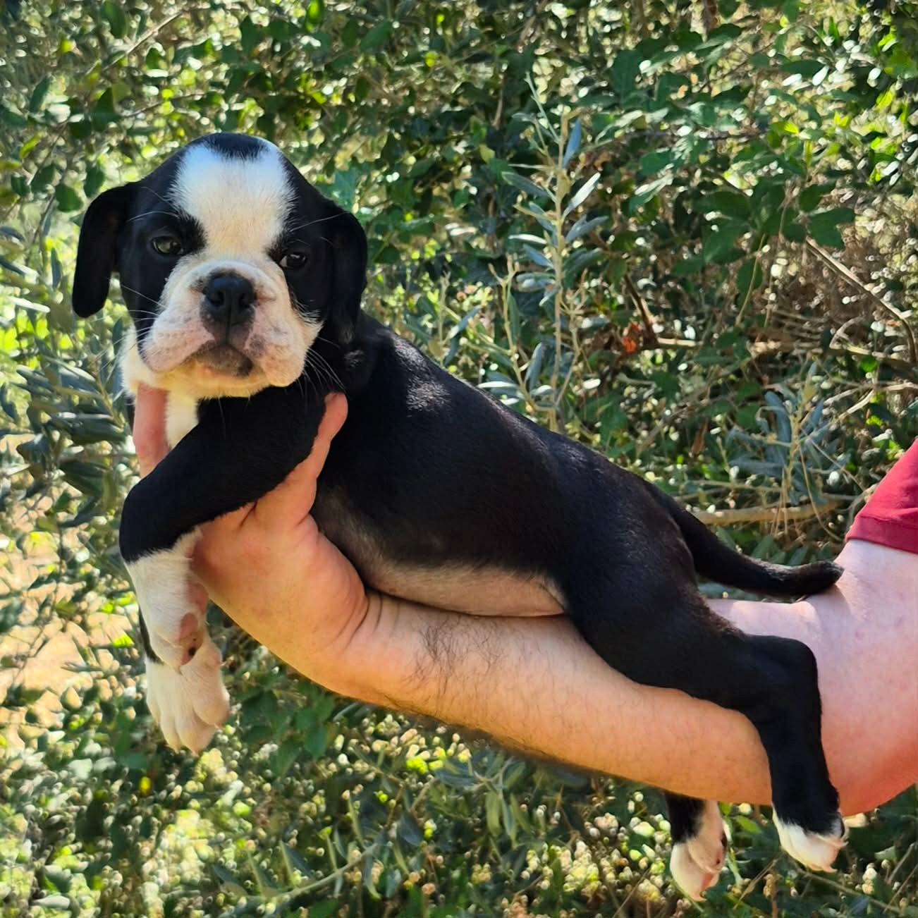 Des Brumes Du Luberon - Chiots disponibles - Bulldog continental