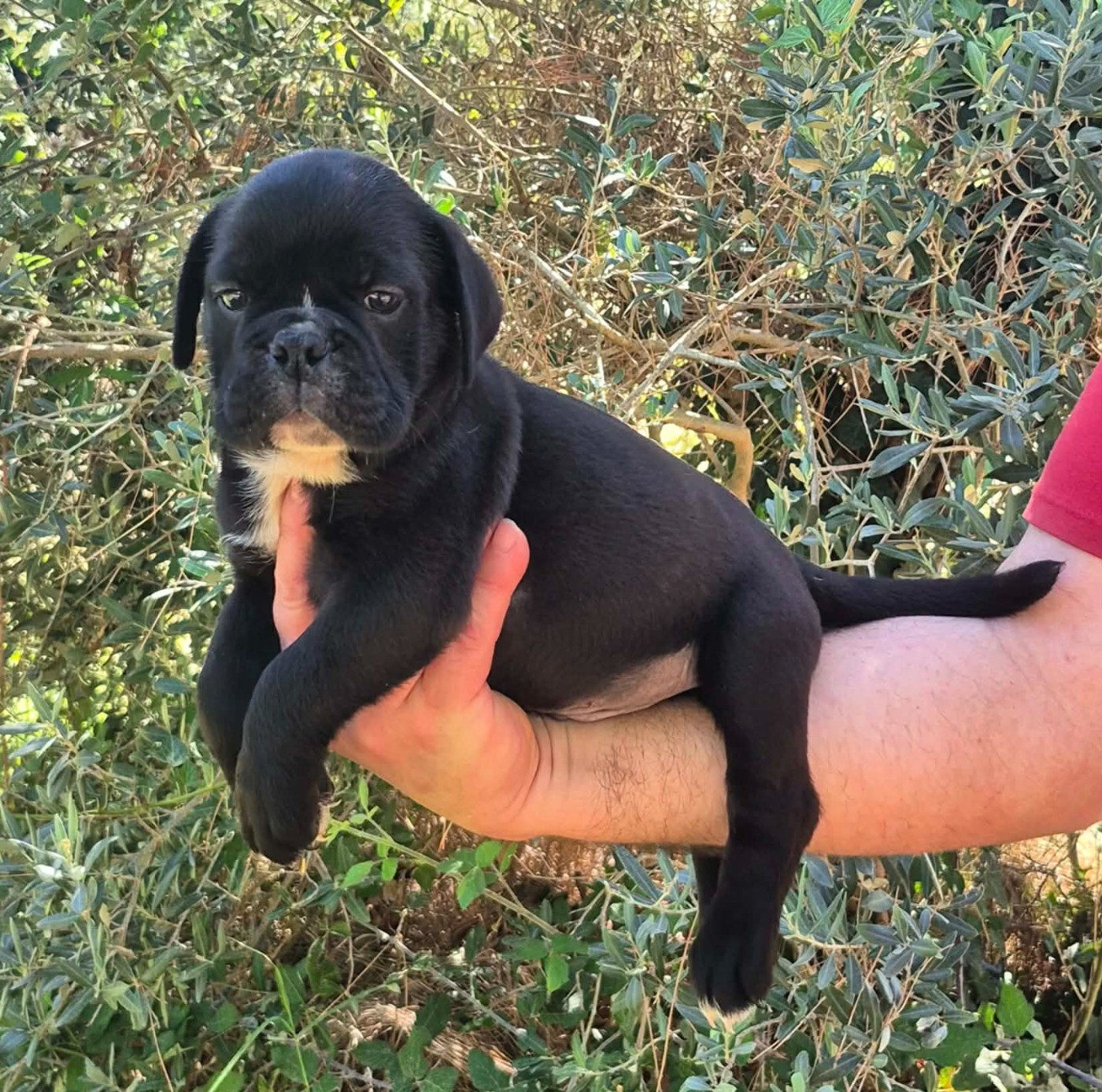 Des Brumes Du Luberon - Chiots disponibles - Bulldog continental