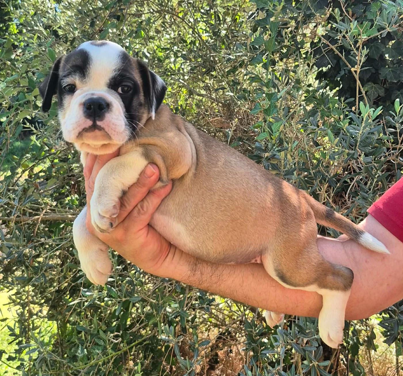 Des Brumes Du Luberon - Chiots disponibles - Bulldog continental