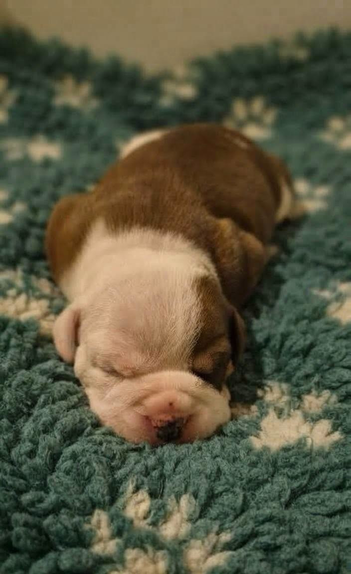 Des Brumes Du Luberon - Chiots disponibles - Bulldog continental
