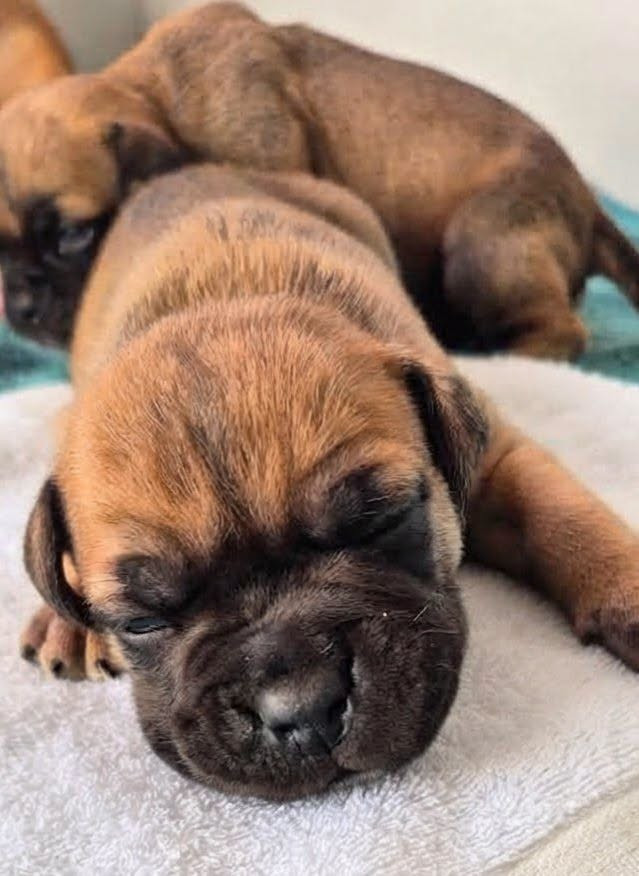 Des Brumes Du Luberon - Chiots disponibles - Bulldog continental